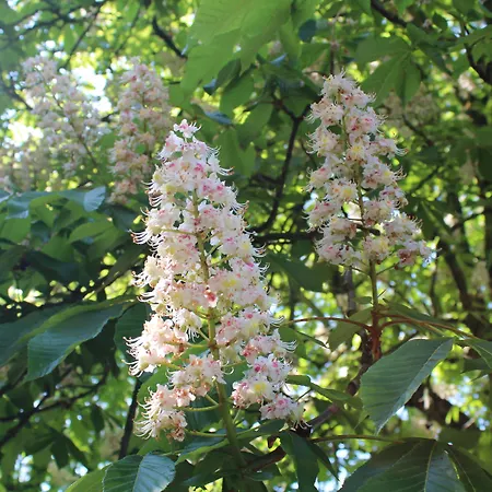 Hotel Event&hochzeitshotel Zum Grünen Baum Taltitz