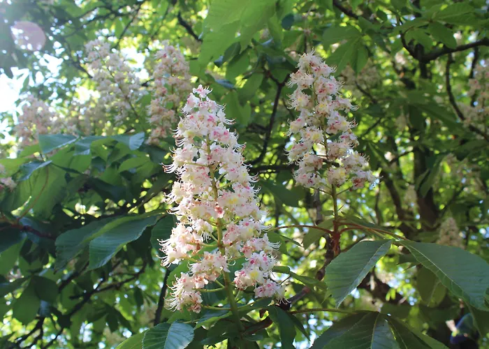 فندق Digitales Event & Hochzeitshotel Zum Gruenen Baum Taltitz